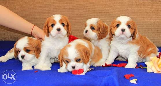 Imported cavalier King Charles puppies , FASTEST DELIVERY