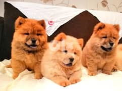 chow chow dogs 0