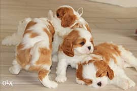 Imported cavalier King Charles puppies, top quality with all documents