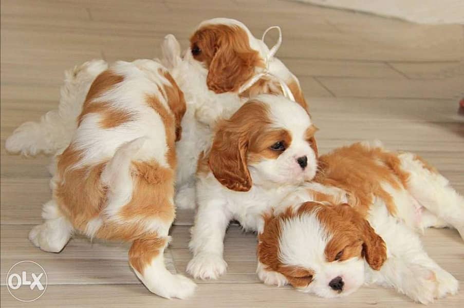 Imported cavalier King Charles puppies, top quality with all documents 0