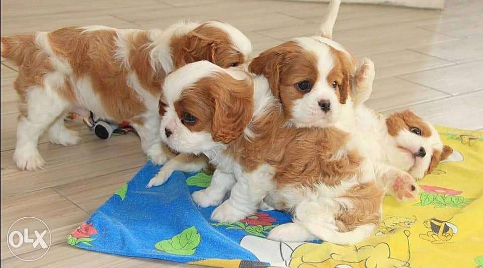 Imported cavalier King Charles puppies, top quality with all documents 1