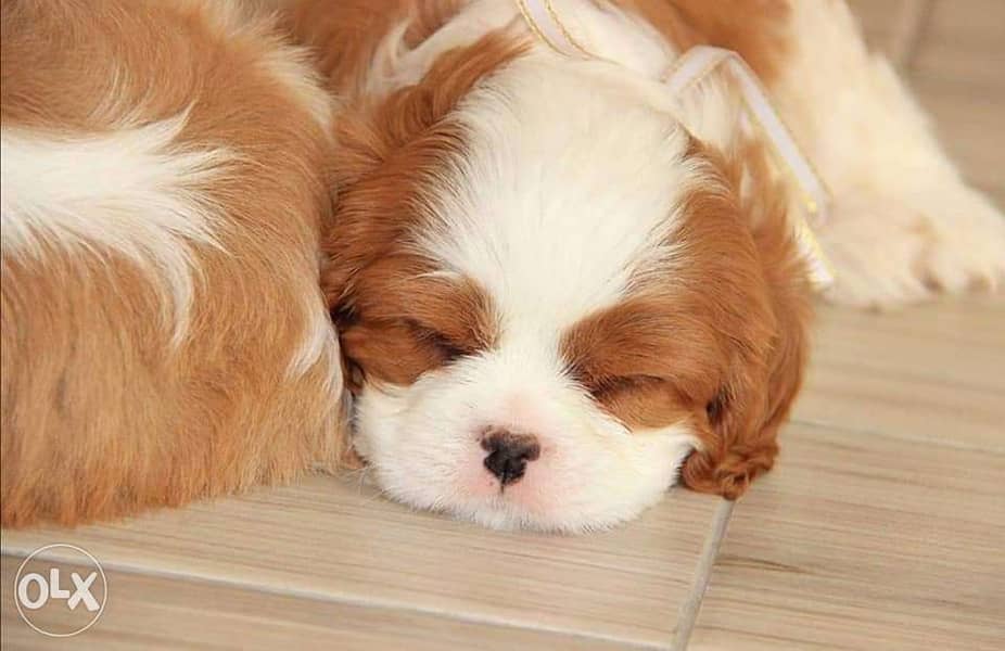 Imported cavalier King Charles puppies, top quality with all documents 2