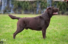 Imported chocolate Labrador puppies, with PEDIGREE. . 0
