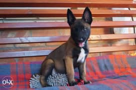 Imported Malinois Puppies. . Top quality. . Fci pedigree 0