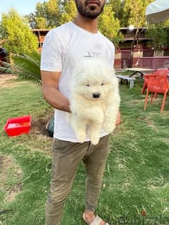 Best Samoyed puppies In Egypt 50 Days vaccinated and dewormed 0