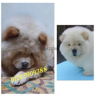 احلى جراوى تشاو اتشاو من اقوى ذكر شاو مسجل FCI فى مصر chow chow