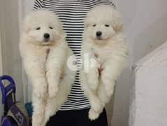 Samoyed puppies/ جراوي سامويد 0
