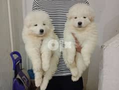 Samoyed puppies / جراوي سامويد 0