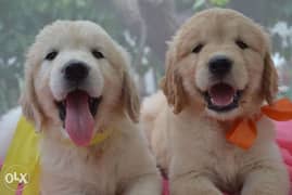 Golden Retriever Puppies Available NOW 0