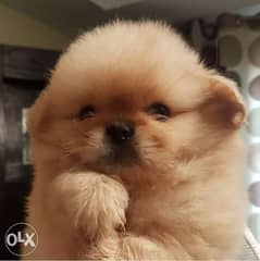 Pomeranian pure puppies Special price 0