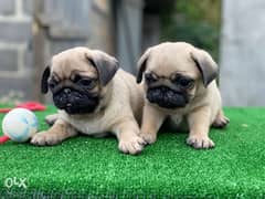 Imported Pug Puppies 0