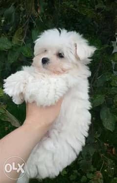 Imported from Ukraine maltese teacup puppies 0