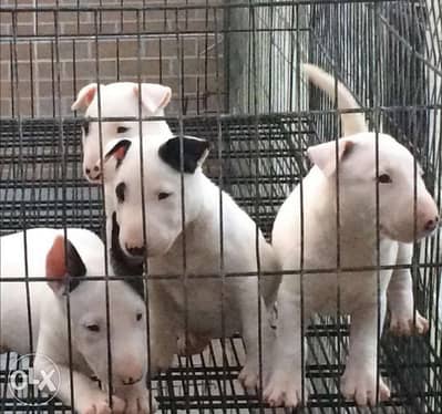 available in Egypt premium quality bull terrier puppies, FCI PEDIGREE