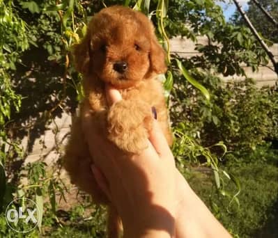 Toy poodle puppies imported from Ukraine