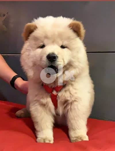 اجمل جراوى تشاو اتشاو كريمى بيور شاو  The best chow chow