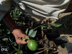 اشجار برتقال ابو صرة مليسى مثمرة للبيع وبالضمان 0