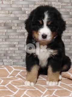Imported Bernese Mountain dog Male 0