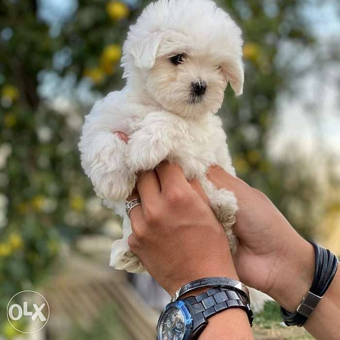 imported mini maltese. . Weight 500 grams. . FASTEST DELIVERY 1