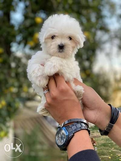 imported mini maltese. . Weight 500 grams. . FASTEST DELIVERY