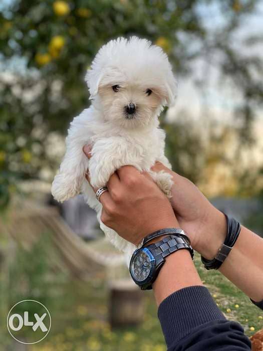 imported mini maltese. . Weight 500 grams. . FASTEST DELIVERY 2