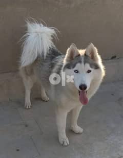 Siberian husky female 0