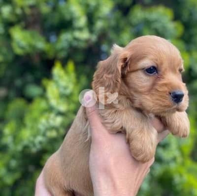 cocker spaniel كوكر اسباني