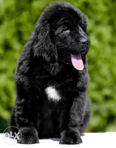 Newfoundland puppies imported from Ukraine with Pedigree microchip 0