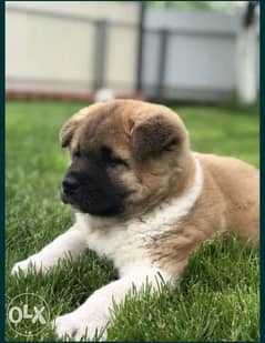 Amircan Akita puppies imported from Ukraine with Pedigree microchip 0