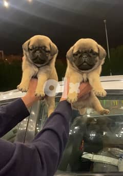 available pug puppies بج 0