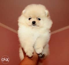 imported Mini Pomeranian Puppy500 gram 0