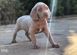 Weimaraner puppies for sale hot sale olx