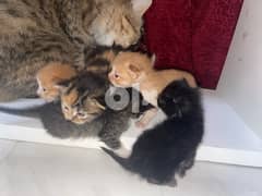 cat with her kittens 0