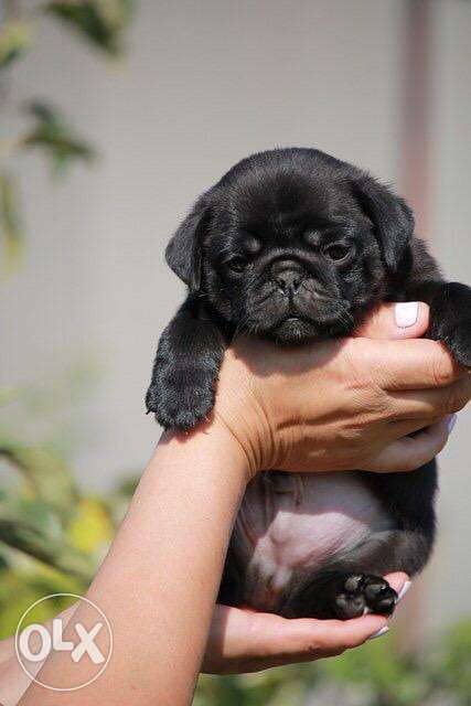 Imported mini pug from best kennels in Europe, fastest delivery 0