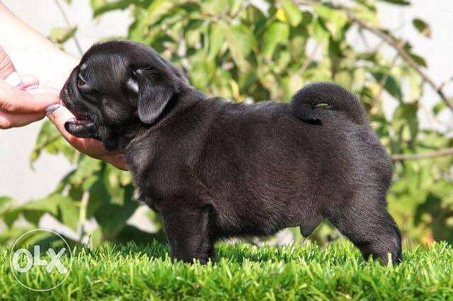 Imported mini pug from best kennels in Europe, fastest delivery 2