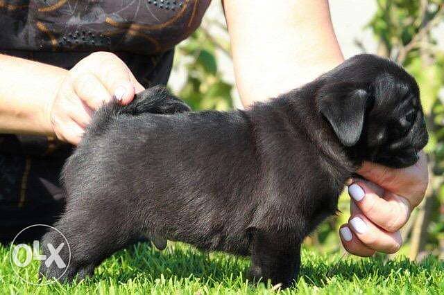 Imported mini pug from best kennels in Europe, fastest delivery 3