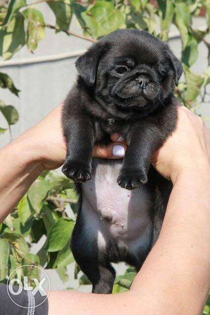 Imported mini pug from best kennels in Europe, fastest delivery 4