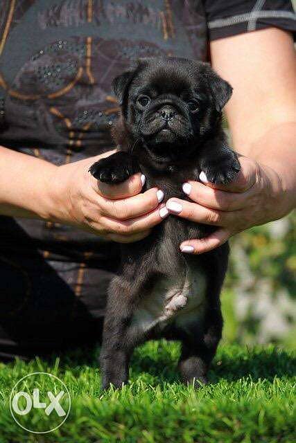 Imported mini pug from best kennels in Europe, fastest delivery 5