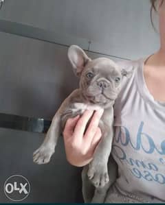French bulldog blue puppies imported 0