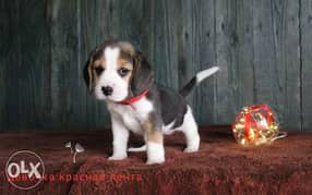 Gorgeous Beagle puppies imported from Ukraine 0