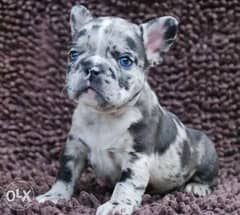 Champion of Ukraine French bulldog puppies imported rare color 0