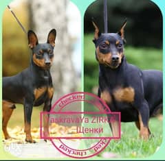 Mini pinscher puppies imported from Ukraine with Pedigree 0
