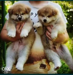 Japanese Akita puppies imported from Ukraine with Pedigree microchip 0