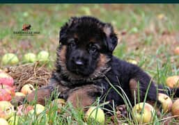 German shepherd puppies imported from Ukraine 0