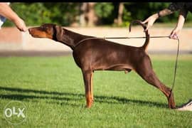 Doberman puppies imported from Ukraine with Pedigree 0