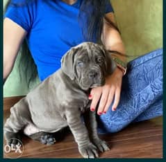 Cane corso bule puppies imported from Ukraine champion 0