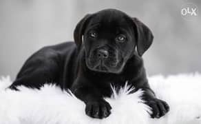 Cane corso puppies black imported from Ukraine 0