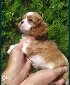 King charles cavalier puppies imported from Ukraine 0