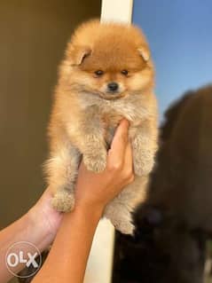 now In Egypt Imported Mini Pomeranian full Documents Top Quality 0