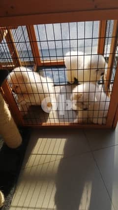 Samoyed puppies 0