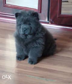 Amazing chow chow blue puppies imported from Ukraine with Pedigree 0